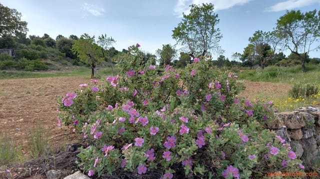 1 slaapkamer Finca/Landhuis te koop in Fuentespalda - € 149.000 (Ref: 6912575)