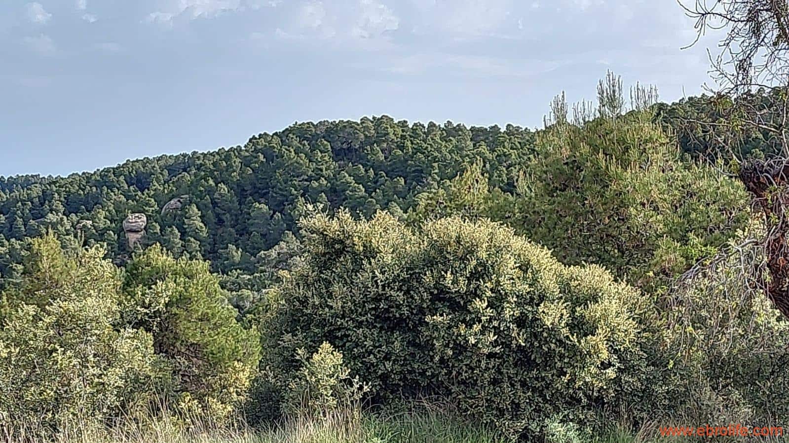 1 slaapkamer Finca/Landhuis te koop in Fuentespalda - € 149.000 (Ref: 6912575)