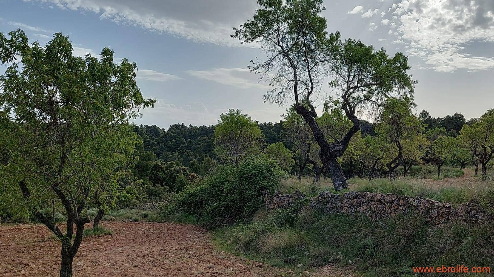 1 slaapkamer Finca/Landhuis te koop in Fuentespalda - € 149.000 (Ref: 6912575)