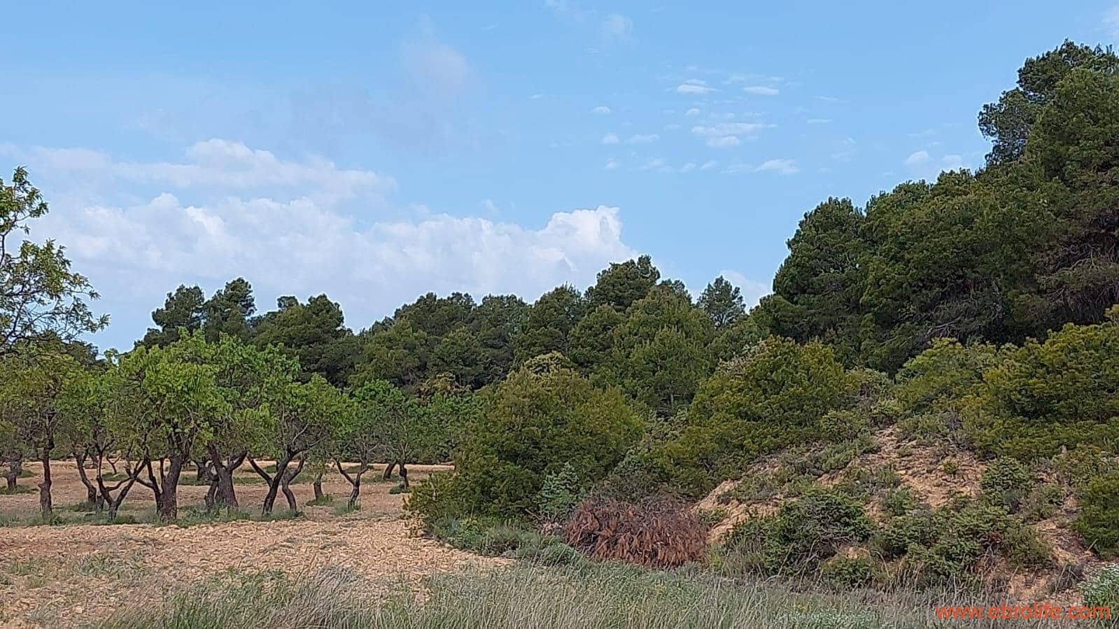 1 slaapkamer Finca/Landhuis te koop in Fuentespalda - € 149.000 (Ref: 6912575)