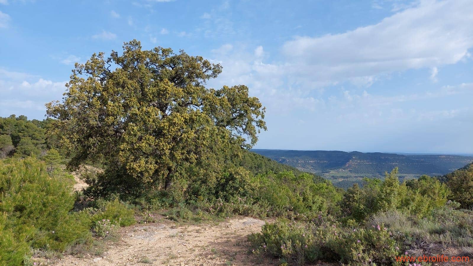 1 slaapkamer Finca/Landhuis te koop in Fuentespalda - € 149.000 (Ref: 6912575)