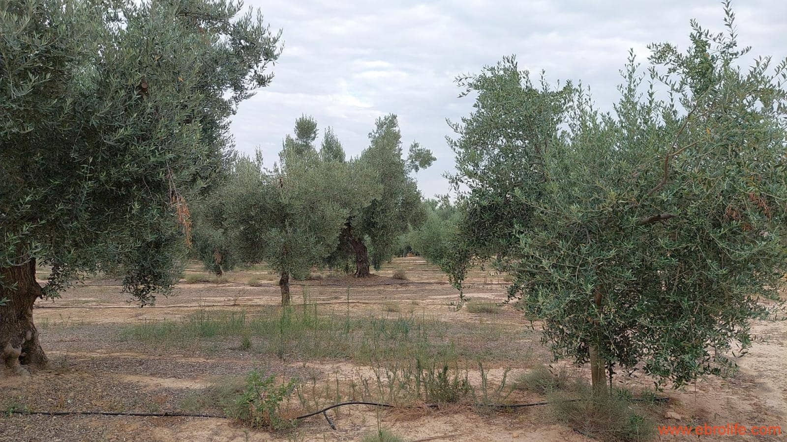 1 soveværelse Finca/Landehus til salg i Caspe - € 60.000 (Ref: 7000395)