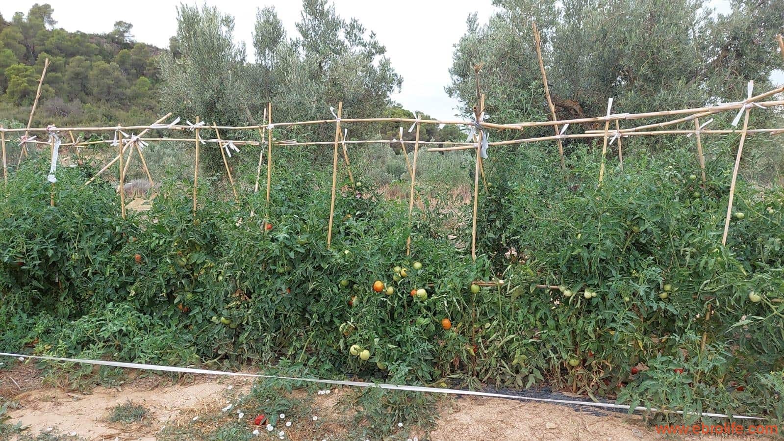 1 soveværelse Finca/Landehus til salg i Caspe - € 60.000 (Ref: 7000395)