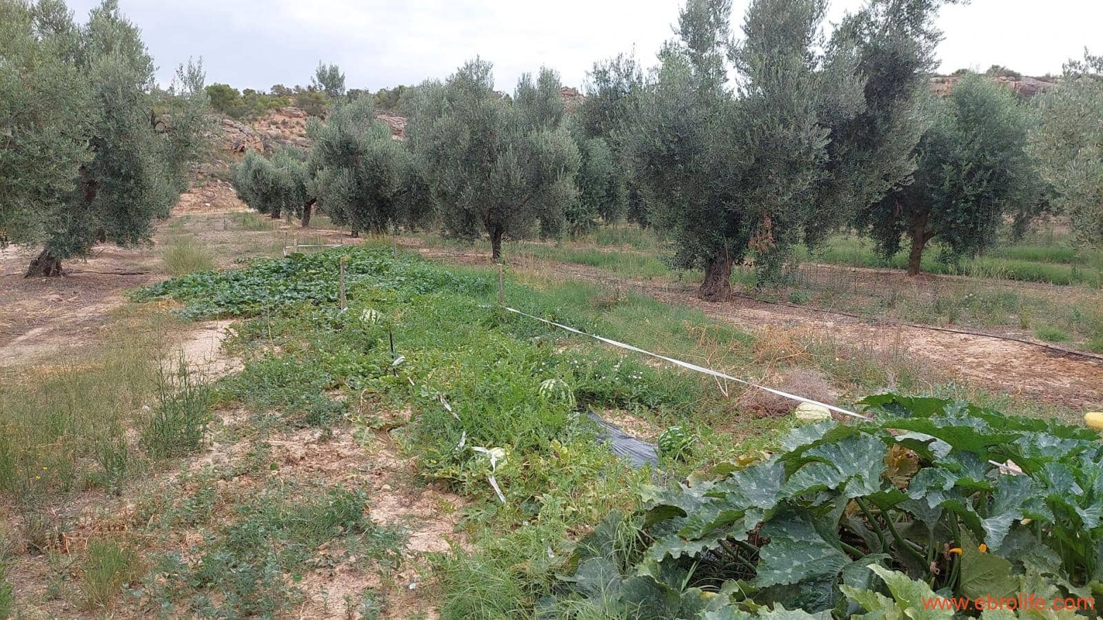 1 soveværelse Finca/Landehus til salg i Caspe - € 60.000 (Ref: 7000395)