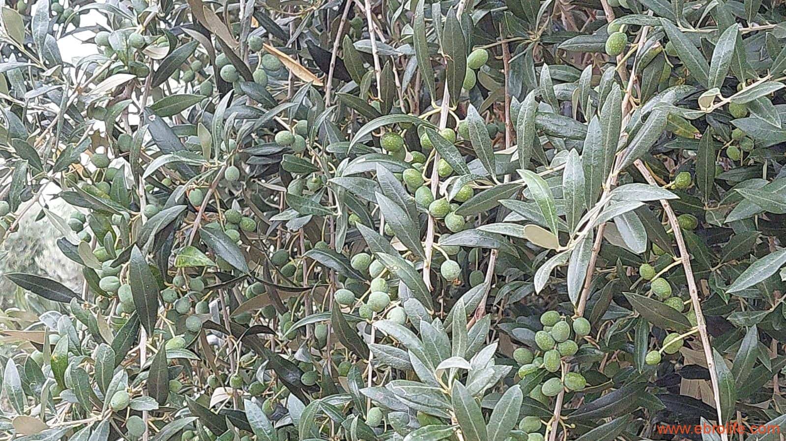 1 soveværelse Finca/Landehus til salg i Caspe - € 60.000 (Ref: 7000395)