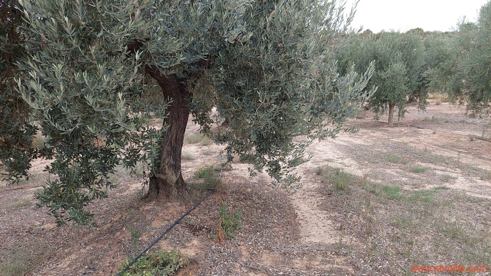 1 soveværelse Finca/Landehus til salg i Caspe - € 60.000 (Ref: 7000395)