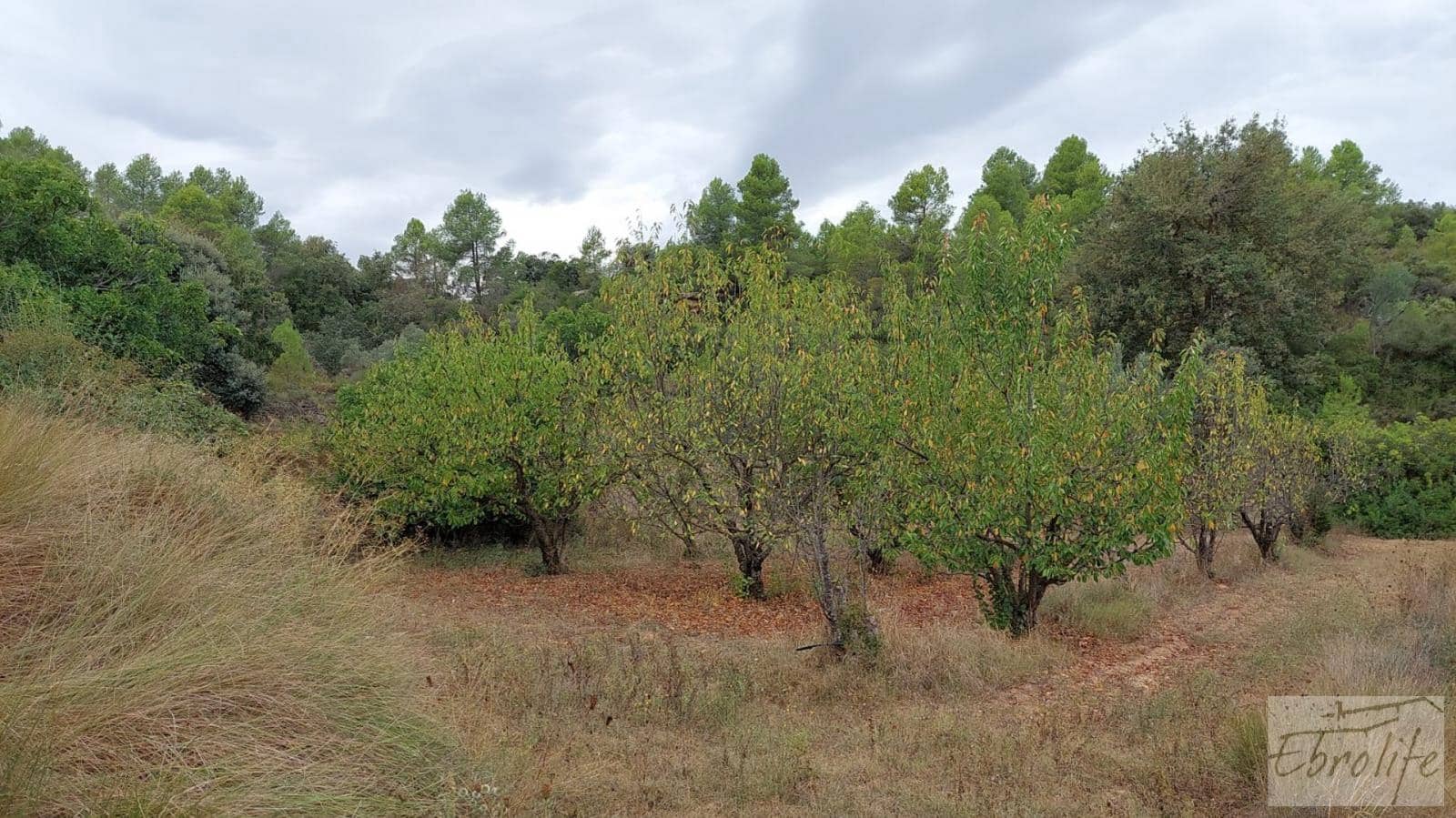 1 soveværelse Finca/Landehus til salg i Calaceite - € 42.000 (Ref: 7089394)