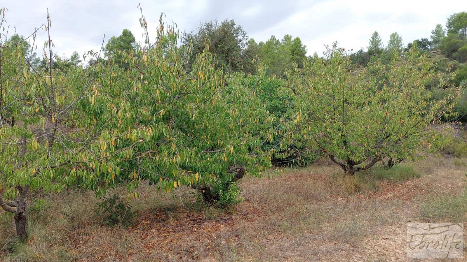 1 soveværelse Finca/Landehus til salg i Calaceite - € 42.000 (Ref: 7089394)