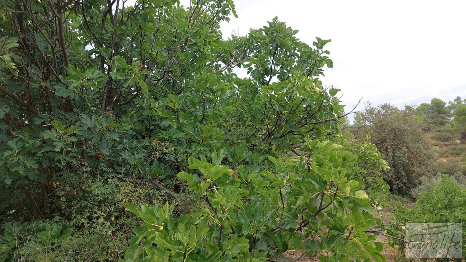 1 soveværelse Finca/Landehus til salg i Calaceite - € 42.000 (Ref: 7089394)