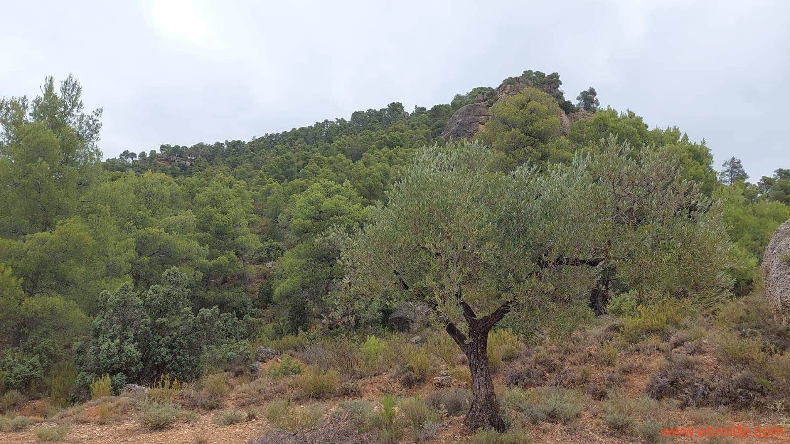 2 slaapkamer Finca/Landhuis te koop in Rafales - € 160.000 (Ref: 7106965)