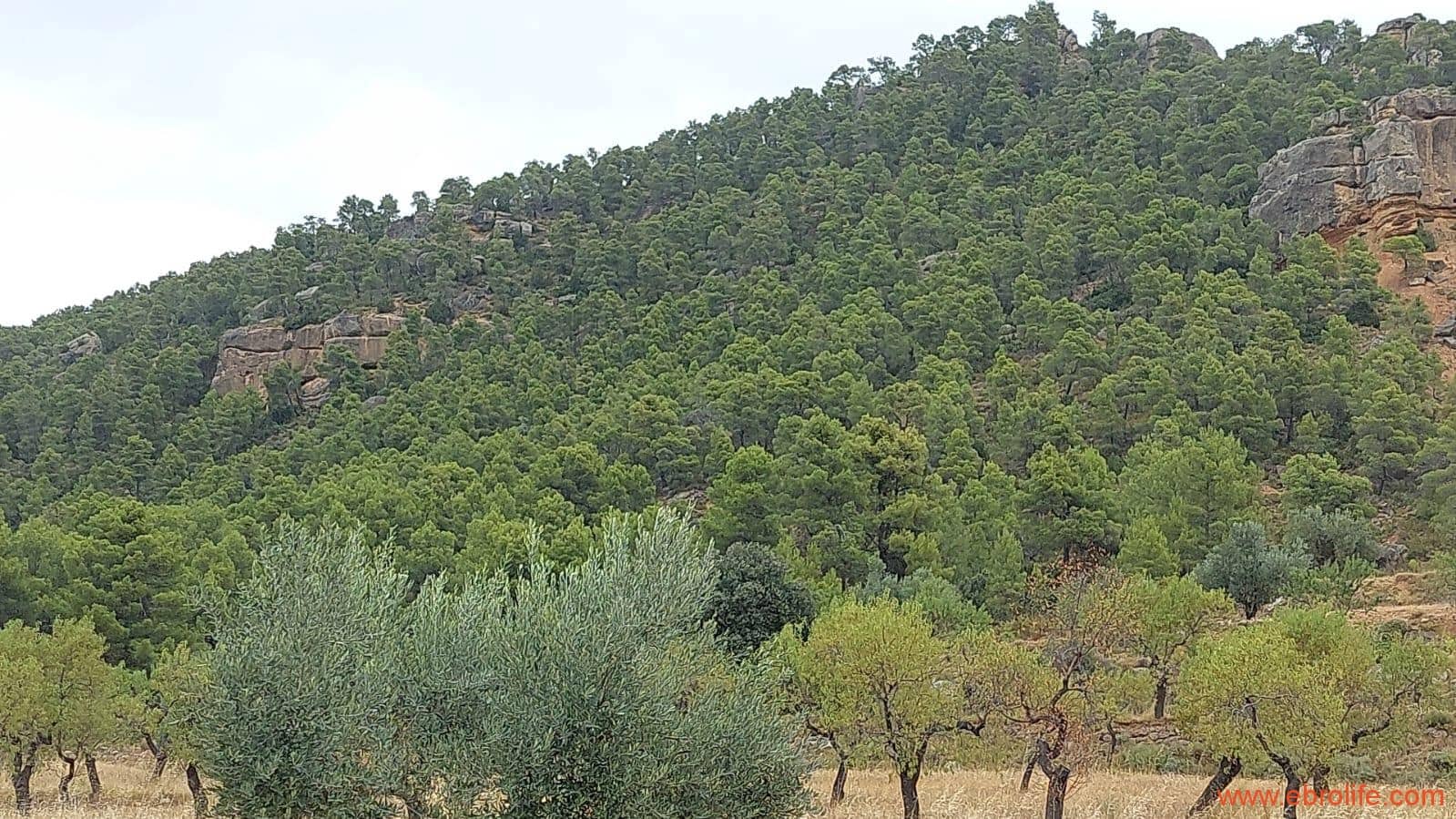 2 slaapkamer Finca/Landhuis te koop in Rafales - € 160.000 (Ref: 7106965)