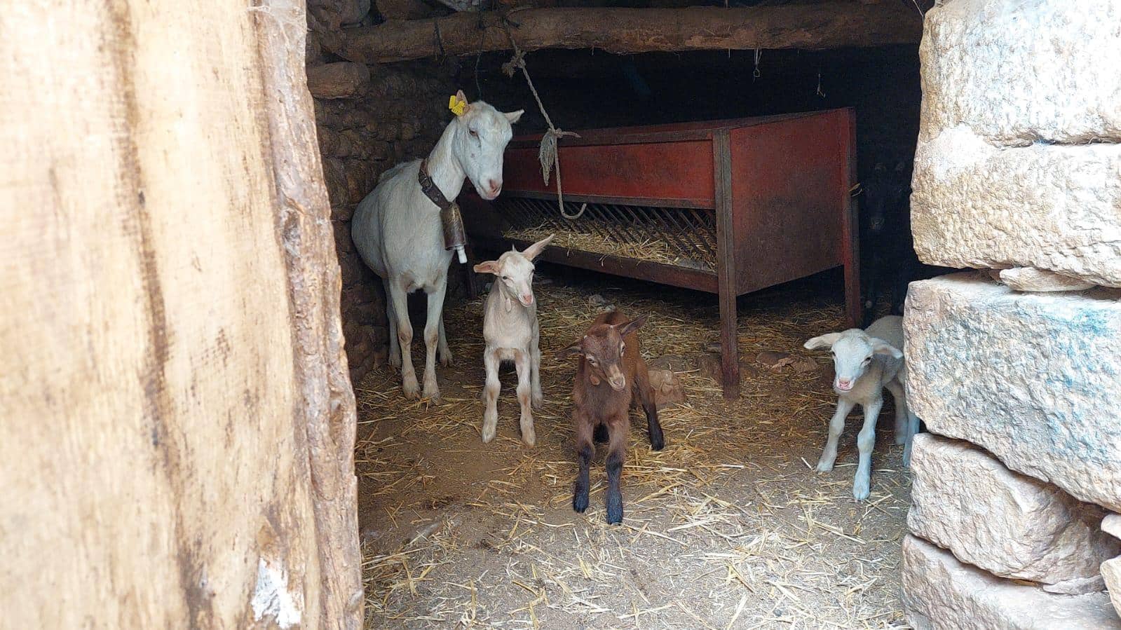 3 slaapkamer Finca/Landhuis te koop in Mirambel - € 275.000 (Ref: 7118844)