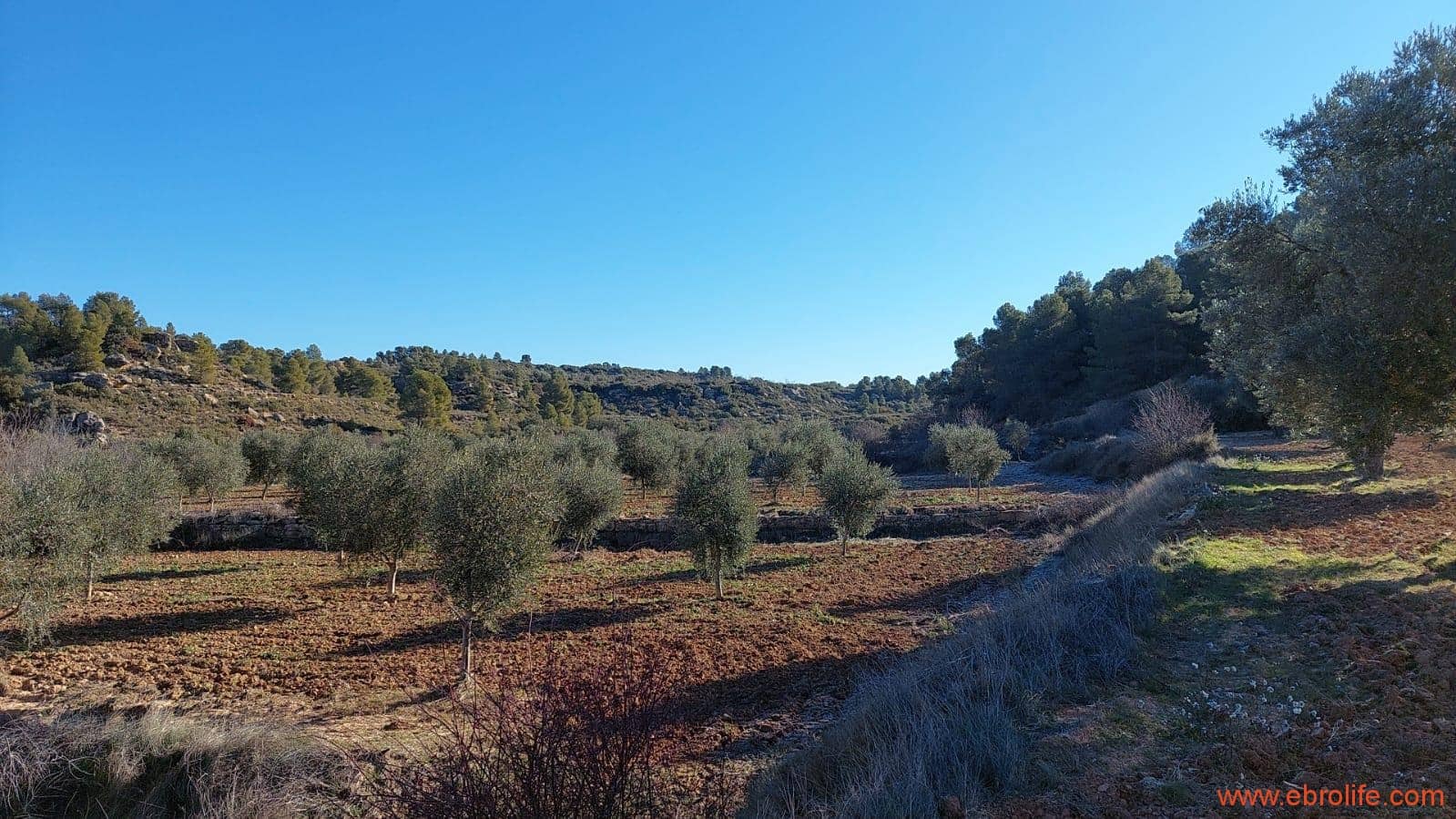 1 chambre Finca/Maison de Campagne à vendre à Mazaleon - 58 000 € (Ref: 7406466)