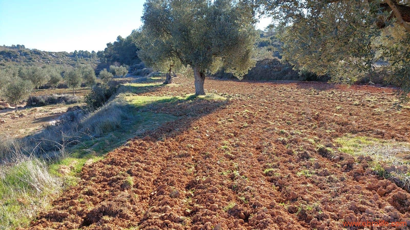 1 chambre Finca/Maison de Campagne à vendre à Mazaleon - 58 000 € (Ref: 7406466)
