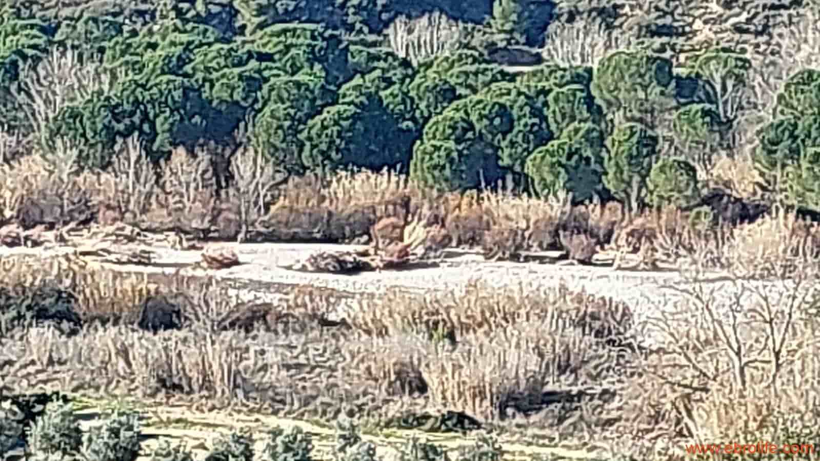 1 chambre Finca/Maison de Campagne à vendre à Mazaleon - 58 000 € (Ref: 7406466)