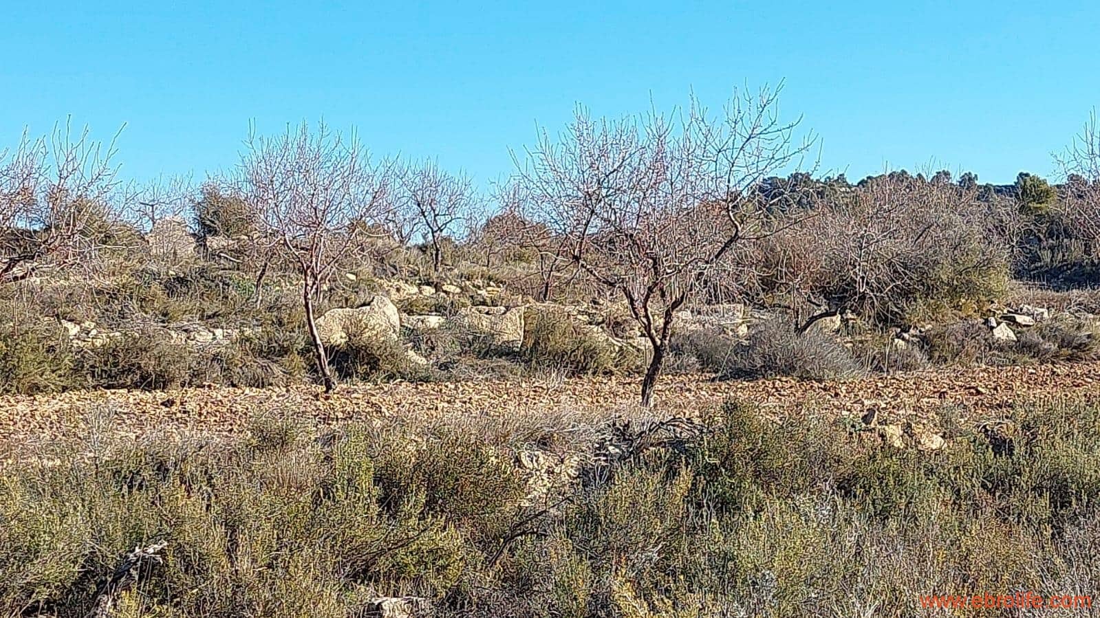 1 chambre Finca/Maison de Campagne à vendre à Mazaleon - 58 000 € (Ref: 7406466)