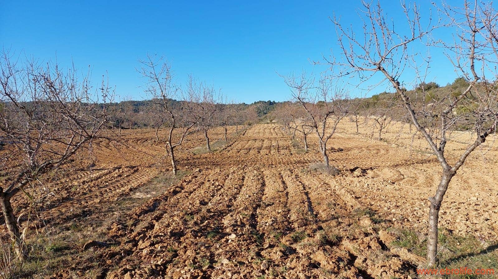 1 chambre Finca/Maison de Campagne à vendre à Mazaleon - 58 000 € (Ref: 7406466)