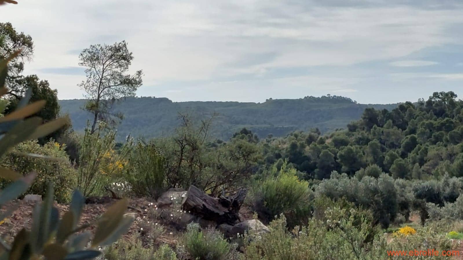 1 bedroom Finca/Country House for sale in Alcaniz - € 53,000 (Ref: 7510161)