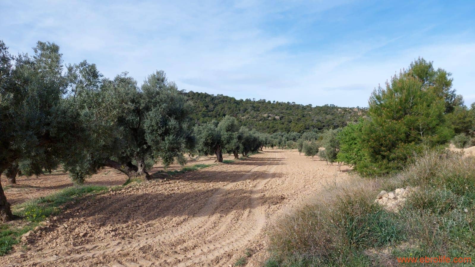 1 bedroom Finca/Country House for sale in Alcaniz - € 53,000 (Ref: 7510161)