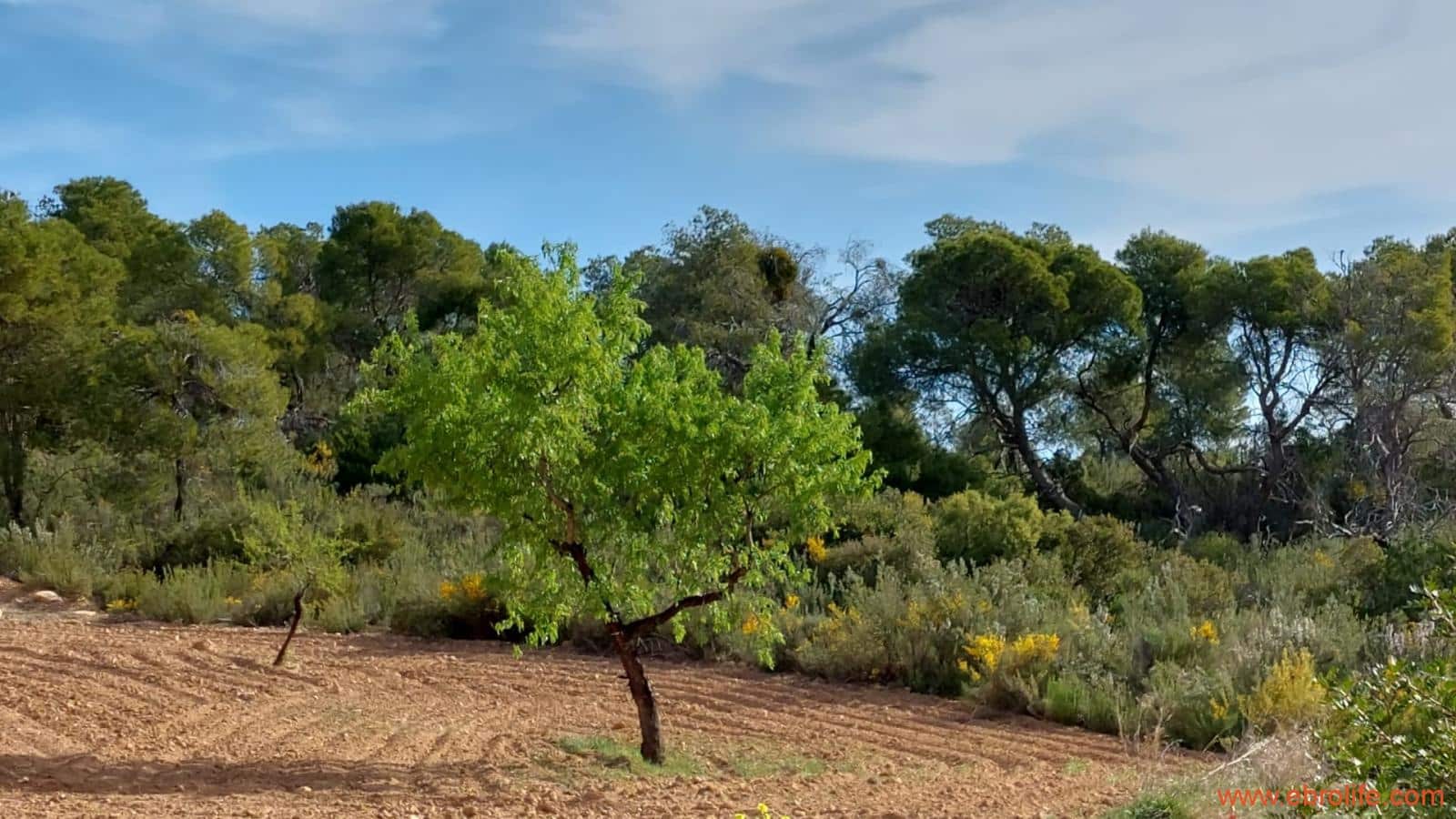 1 bedroom Finca/Country House for sale in Alcaniz - € 53,000 (Ref: 7510161)