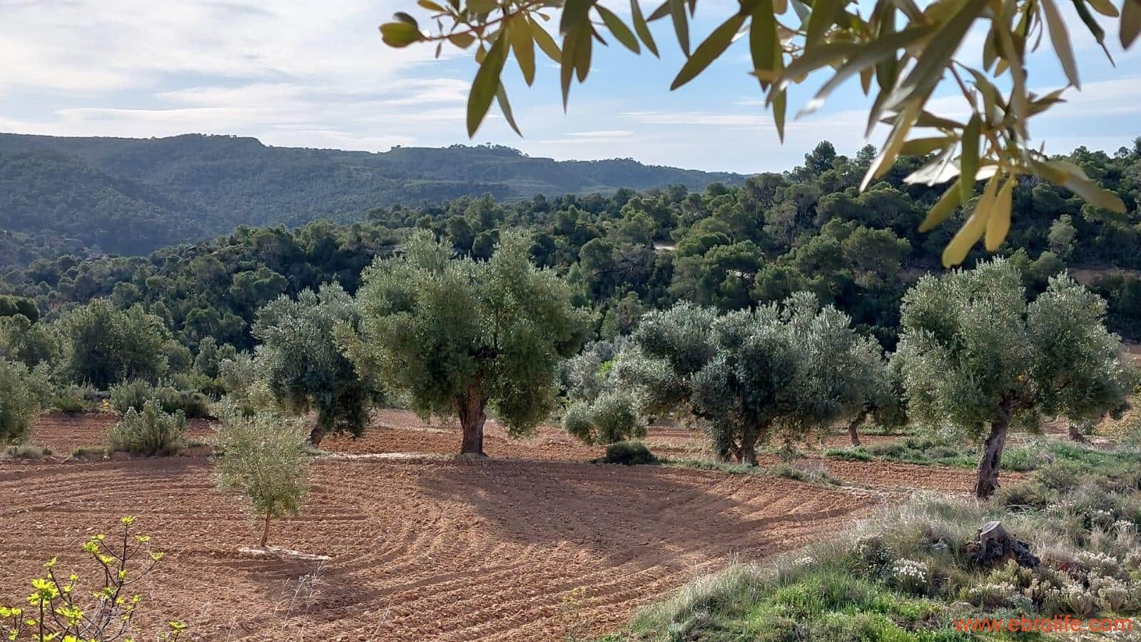 1 bedroom Finca/Country House for sale in Alcaniz - € 53,000 (Ref: 7510161)