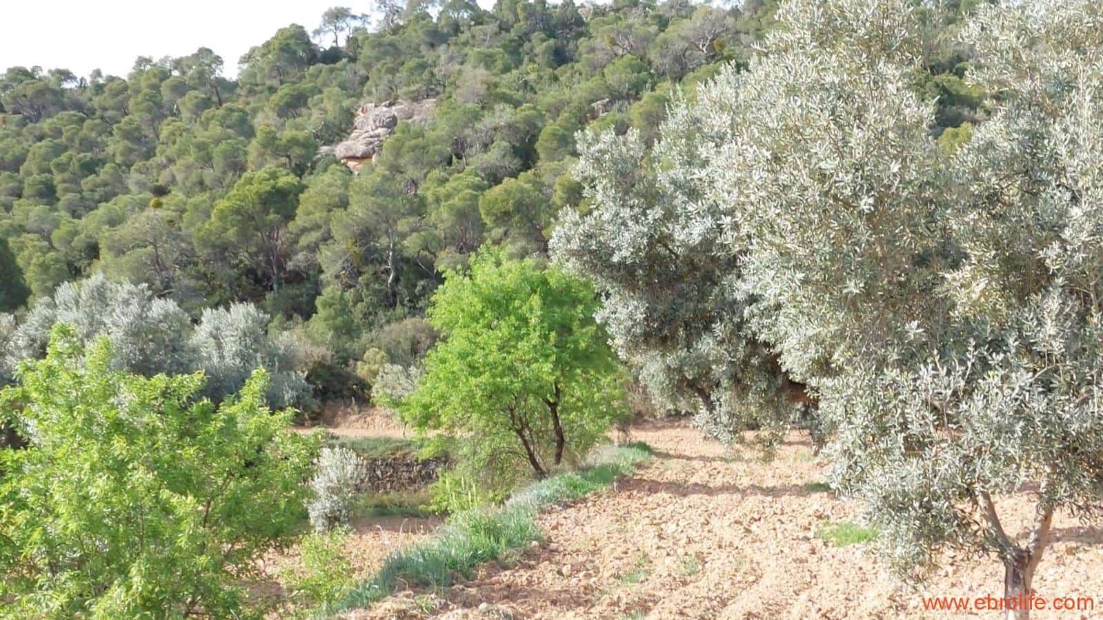 1 bedroom Finca/Country House for sale in Alcaniz - € 53,000 (Ref: 7510161)