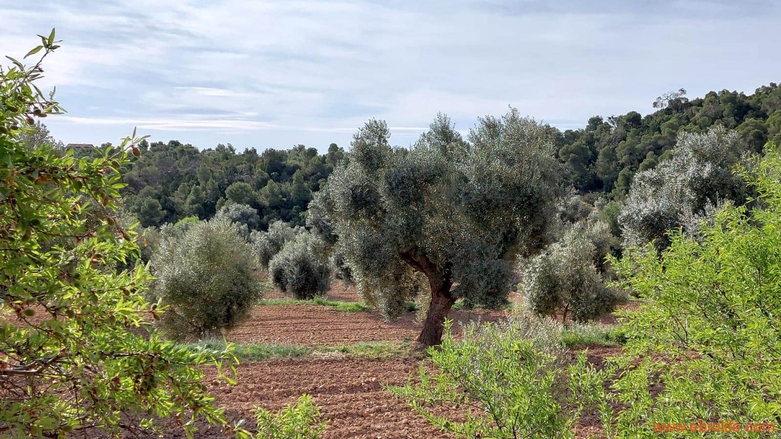 1 bedroom Finca/Country House for sale in Alcaniz - € 53,000 (Ref: 7510161)