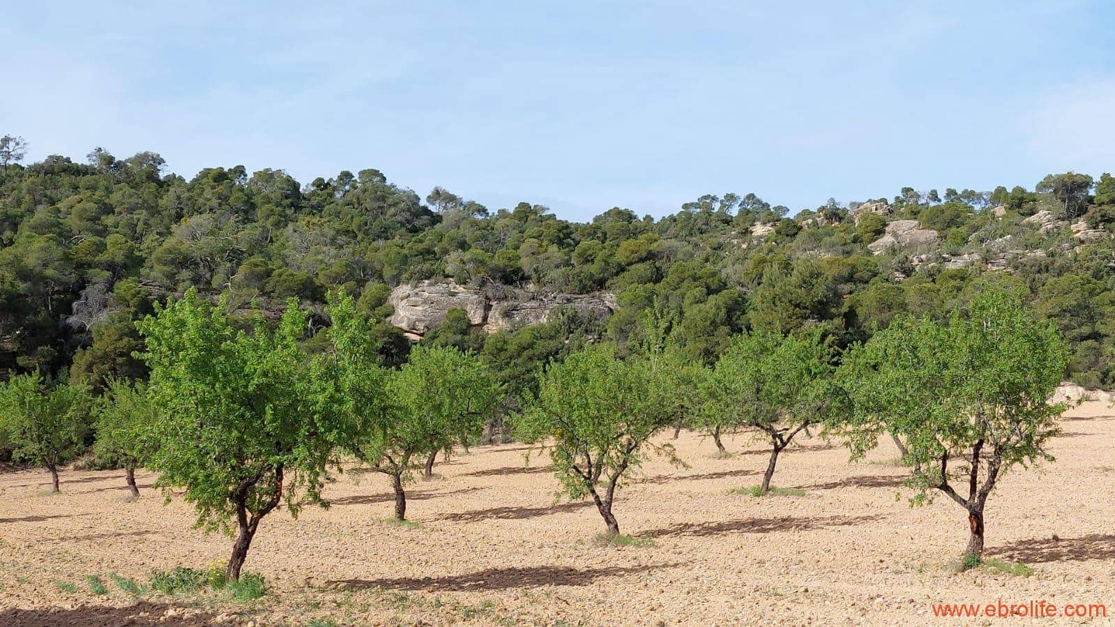 1 bedroom Finca/Country House for sale in Alcaniz - € 53,000 (Ref: 7510161)