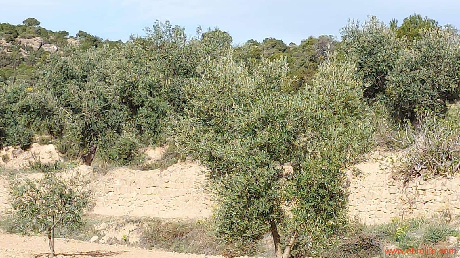 1 bedroom Finca/Country House for sale in Alcaniz - € 53,000 (Ref: 7510161)