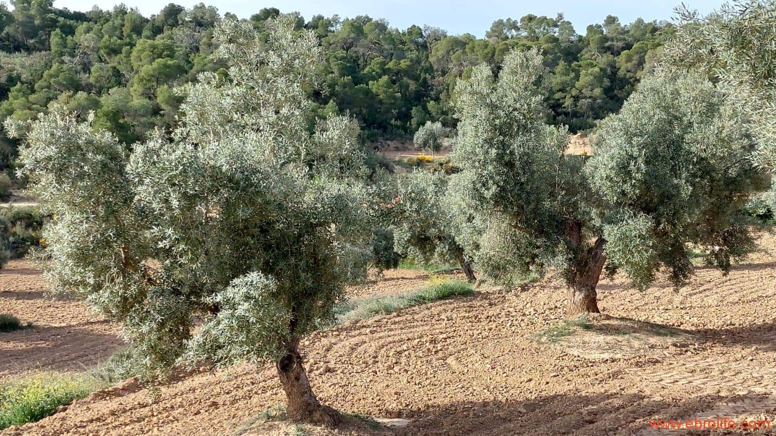 1 bedroom Finca/Country House for sale in Alcaniz - € 53,000 (Ref: 7510161)