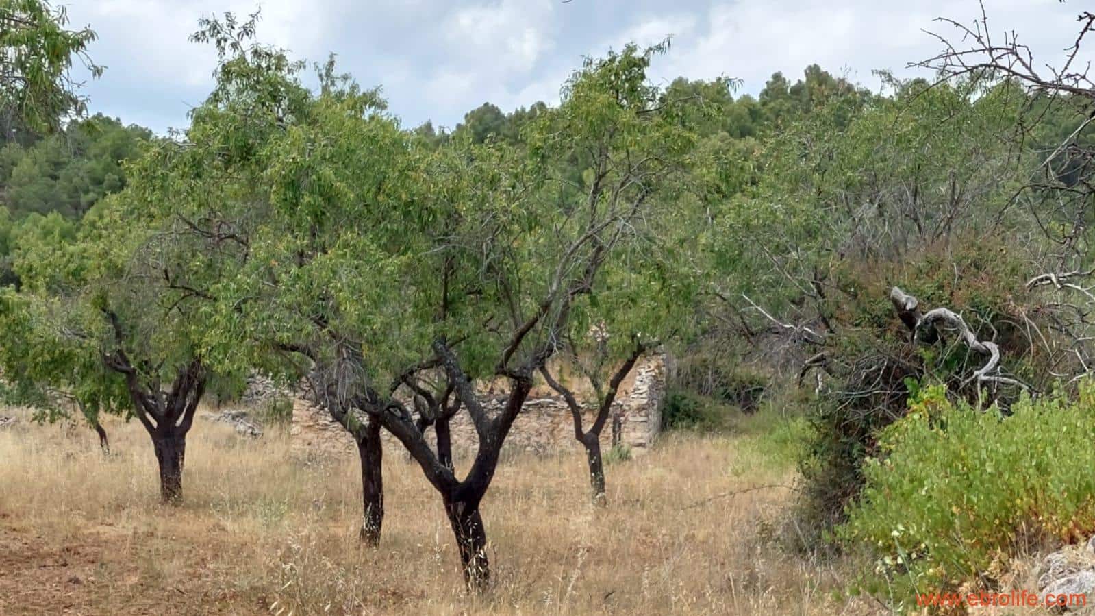 1 slaapkamer Finca/Landhuis te koop in Fuentespalda - € 160.000 (Ref: 7744519)