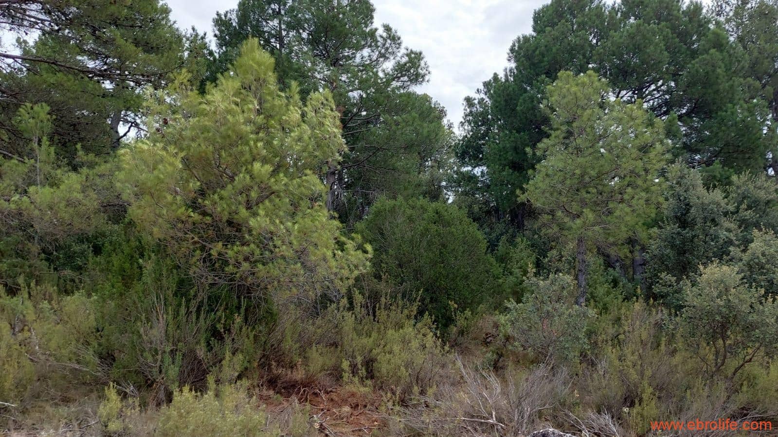 1 slaapkamer Finca/Landhuis te koop in Fuentespalda - € 160.000 (Ref: 7744519)