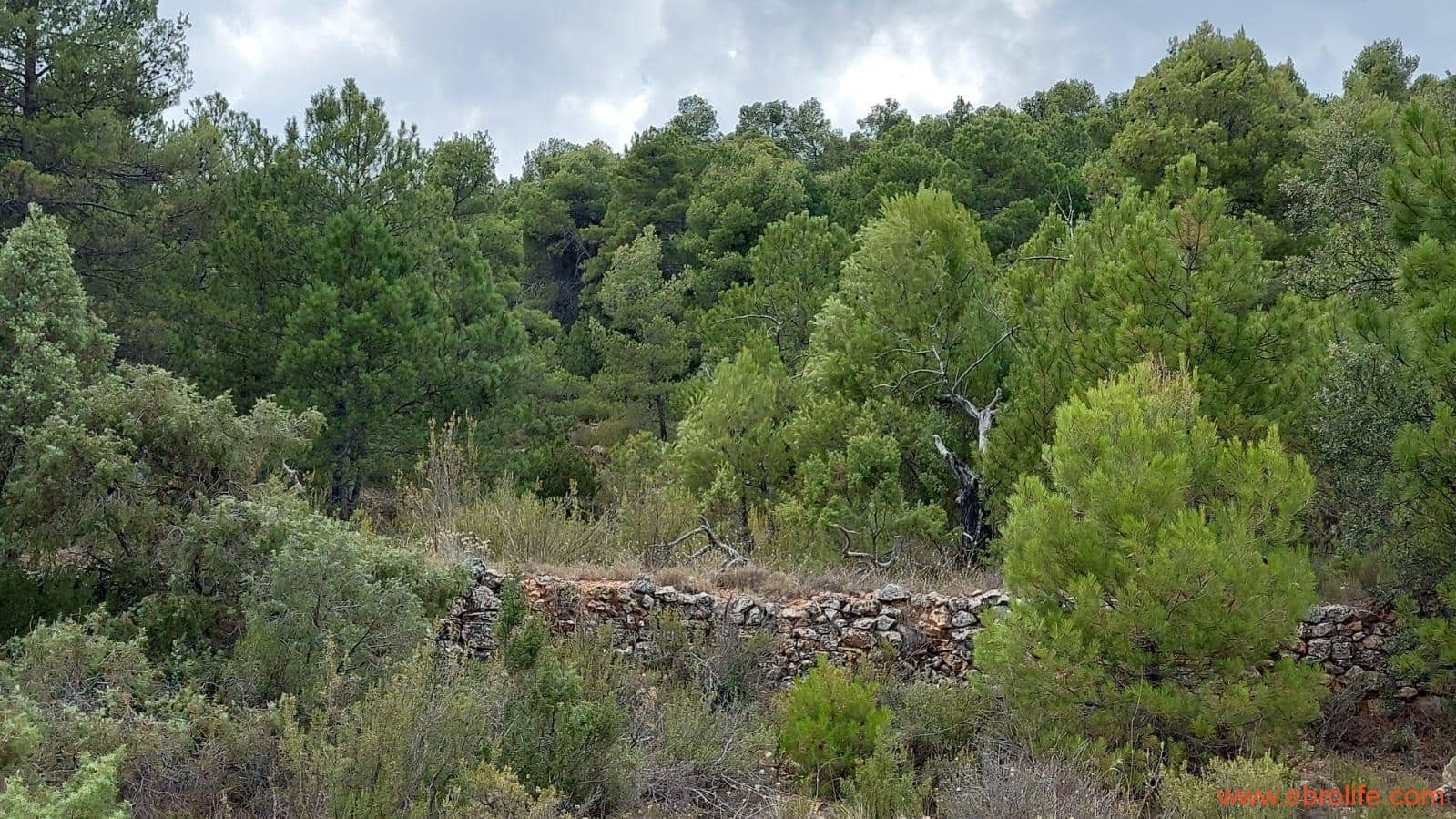 1 slaapkamer Finca/Landhuis te koop in Fuentespalda - € 160.000 (Ref: 7744519)