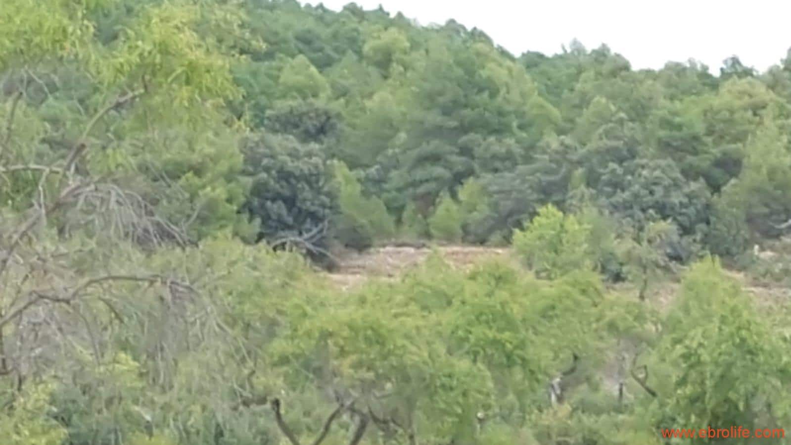 1 slaapkamer Finca/Landhuis te koop in Fuentespalda - € 160.000 (Ref: 7744519)