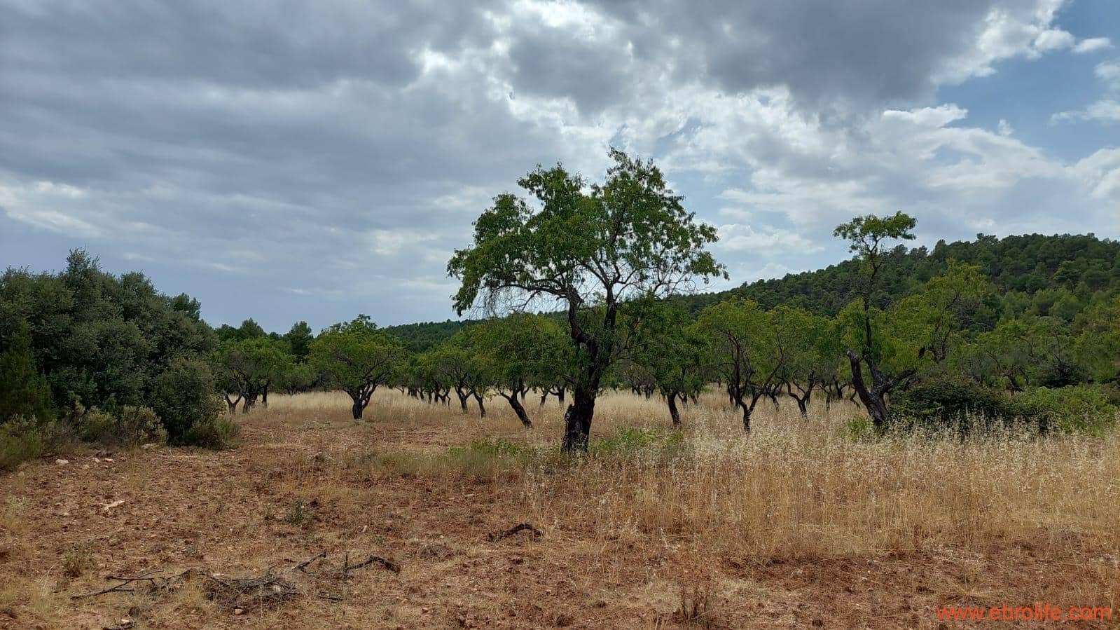 1 slaapkamer Finca/Landhuis te koop in Fuentespalda - € 160.000 (Ref: 7744519)