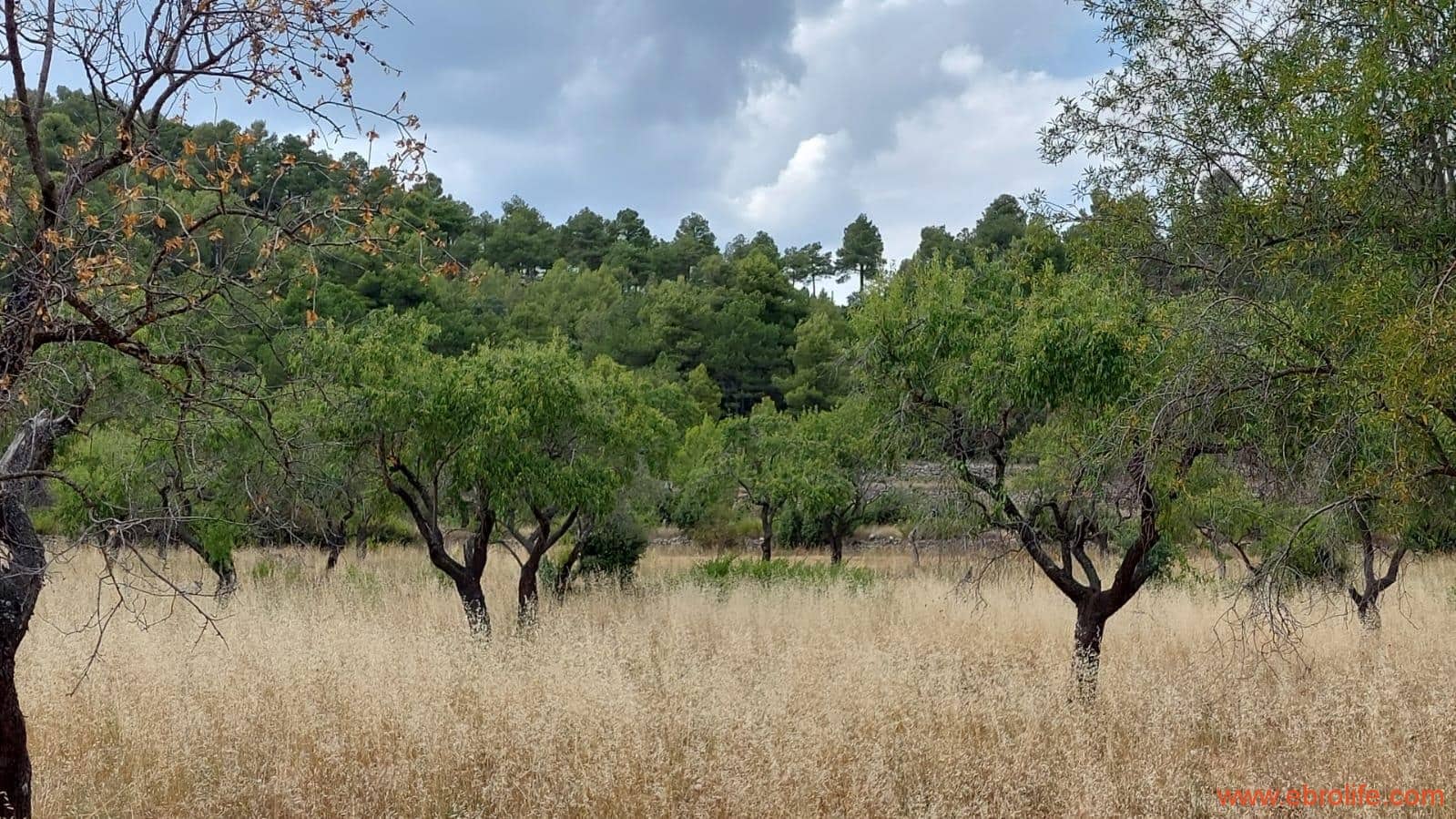 1 slaapkamer Finca/Landhuis te koop in Fuentespalda - € 160.000 (Ref: 7744519)