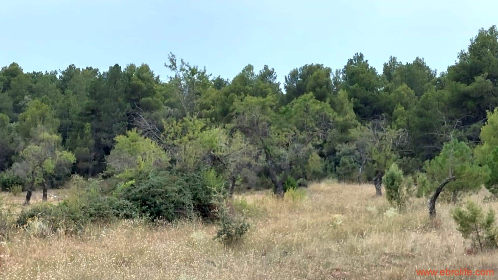 1 slaapkamer Finca/Landhuis te koop in Fuentespalda - € 160.000 (Ref: 7744519)