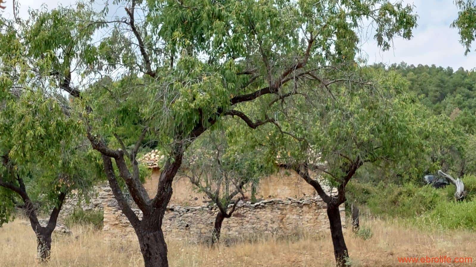 1 slaapkamer Finca/Landhuis te koop in Fuentespalda - € 160.000 (Ref: 7744519)