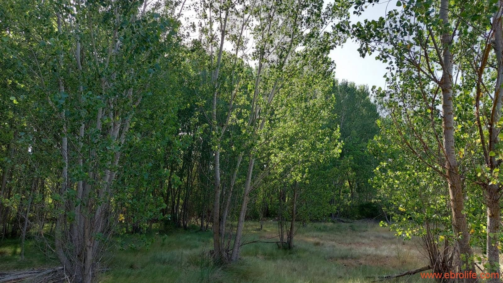 1 soverom Finca/Herregård til salgs i Mas de las Matas - € 89 000 (Ref: 7744520)