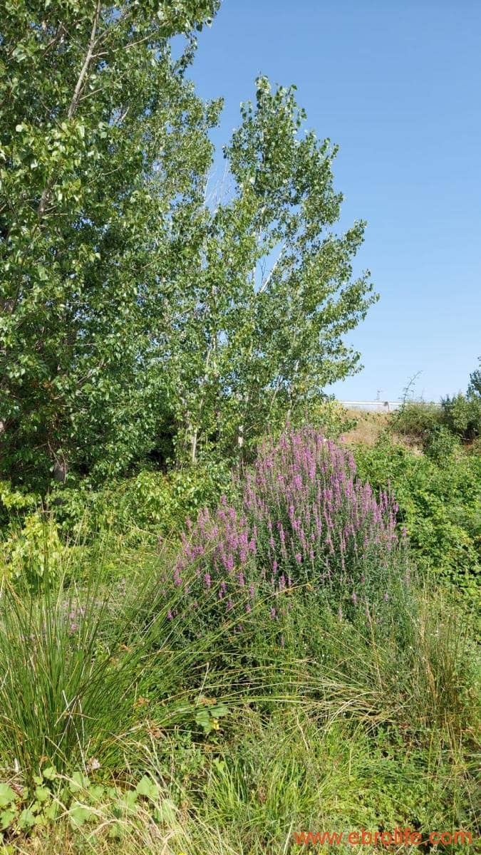 1 soverom Finca/Herregård til salgs i Mas de las Matas - € 89 000 (Ref: 7744520)