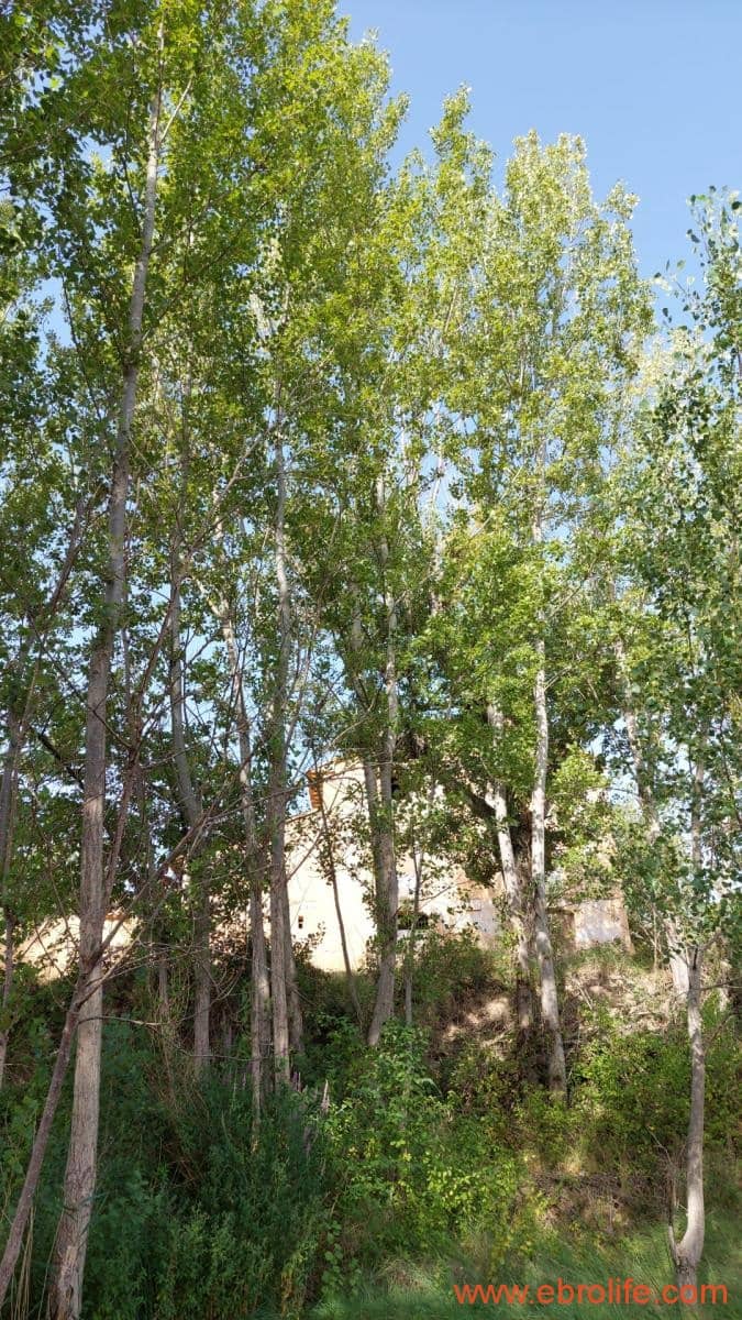 1 soverom Finca/Herregård til salgs i Mas de las Matas - € 89 000 (Ref: 7744520)