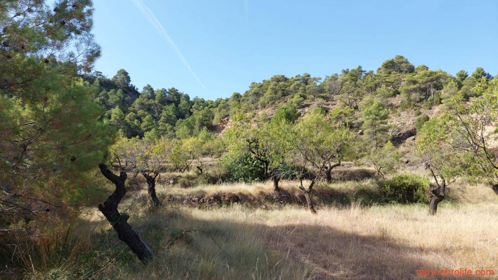 1 soveværelse Finca/Landehus til salg i Fuentespalda - € 33.000 (Ref: 7778722)