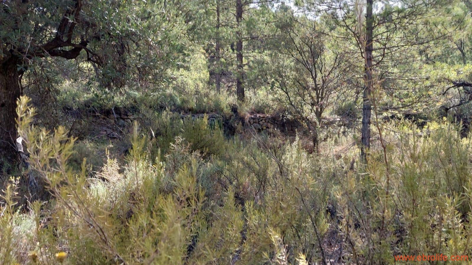 1 soveværelse Finca/Landehus til salg i Fuentespalda - € 33.000 (Ref: 7778722)