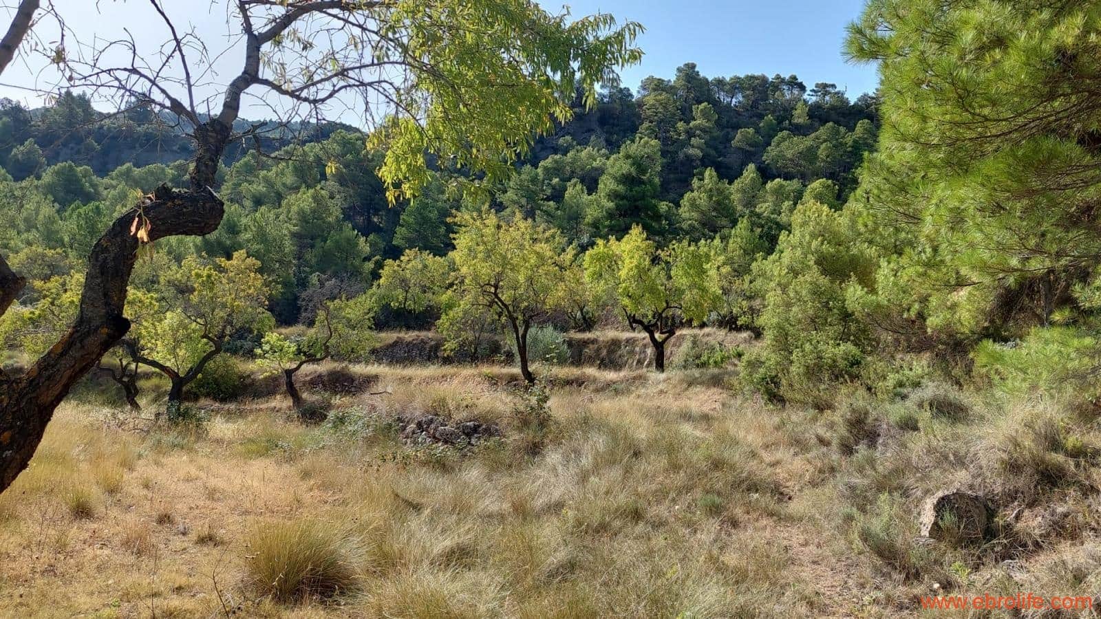 1 soveværelse Finca/Landehus til salg i Fuentespalda - € 33.000 (Ref: 7778722)