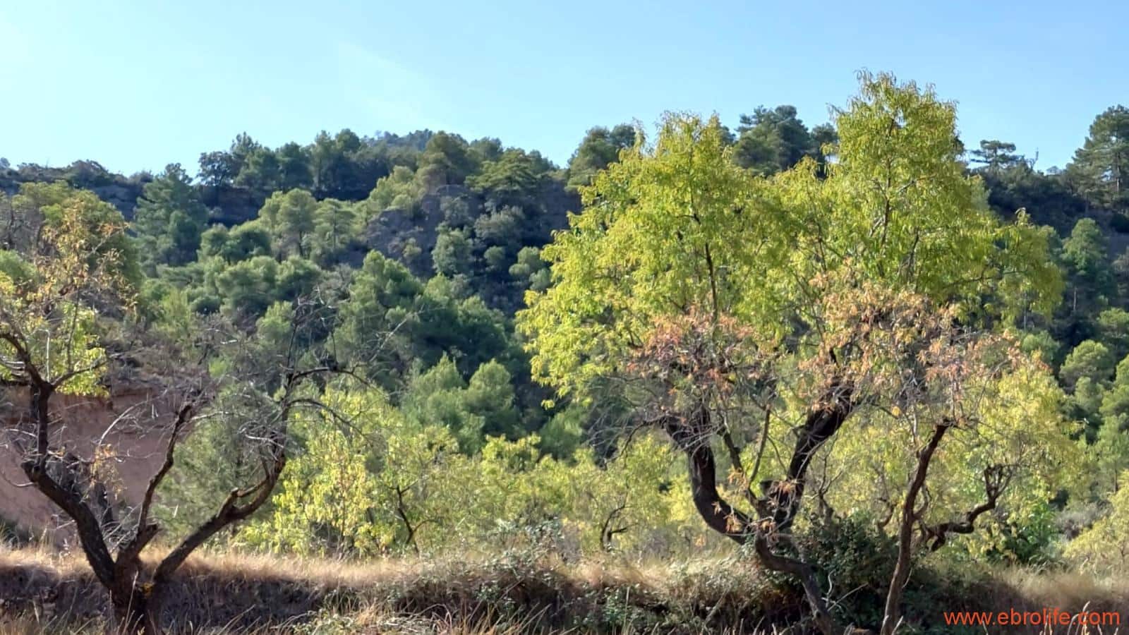 1 soveværelse Finca/Landehus til salg i Fuentespalda - € 33.000 (Ref: 7778722)