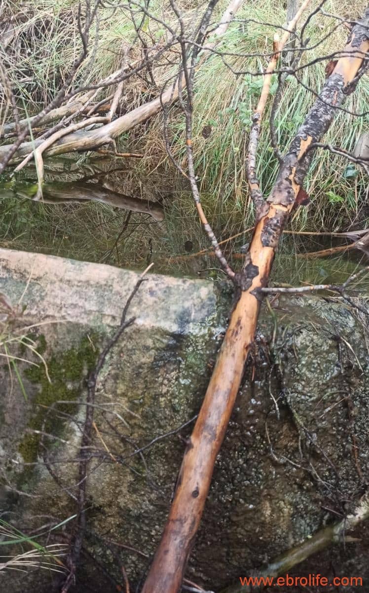 1 soverom Finca/Herregård til salgs i Fornoles - € 110 000 (Ref: 7842927)