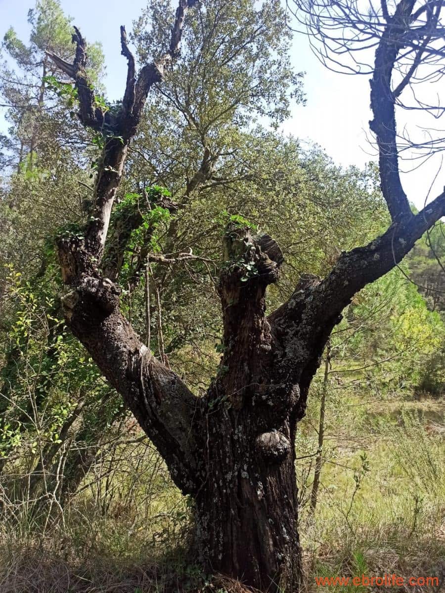 1 soverom Finca/Herregård til salgs i Fornoles - € 110 000 (Ref: 7842927)