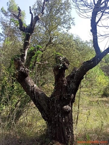 1 bedroom Finca/Country House for sale in Fórnoles - € 110,000 (Ref: 7842927)