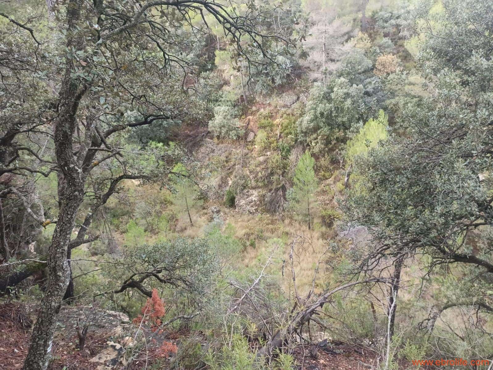 1 soverom Finca/Herregård til salgs i Fornoles - € 110 000 (Ref: 7842927)