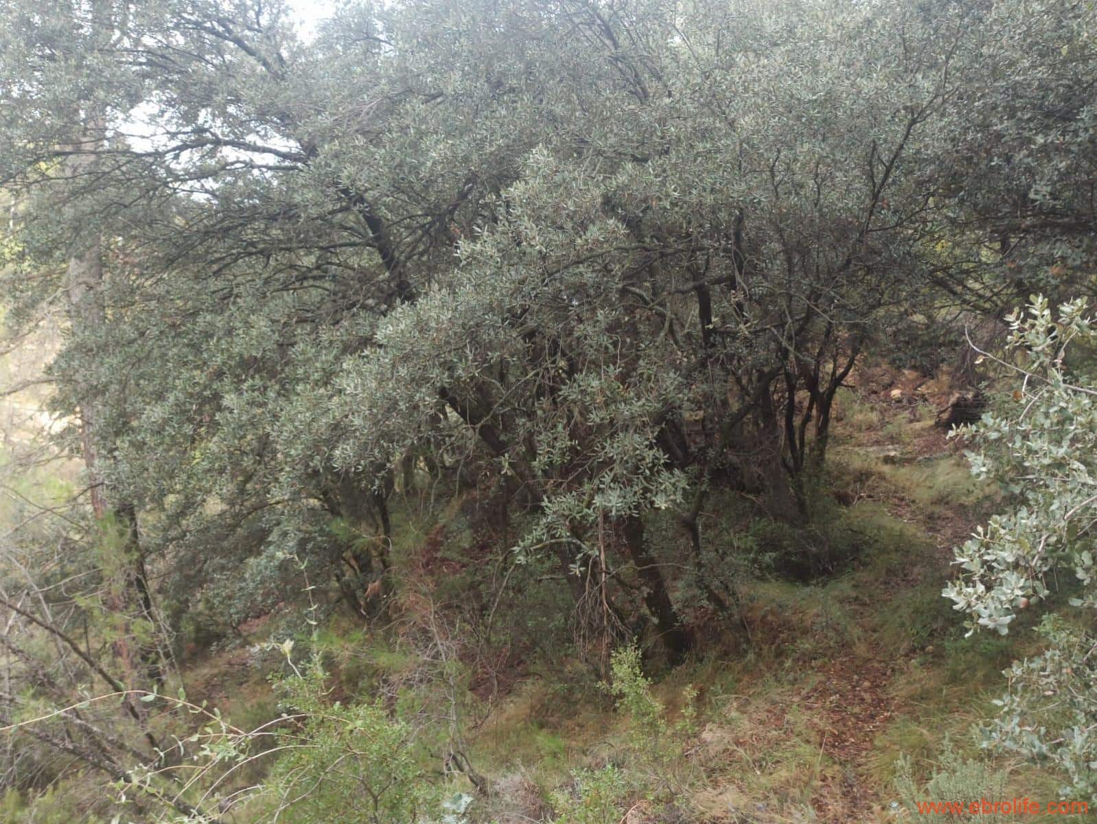 1 soverom Finca/Herregård til salgs i Fornoles - € 110 000 (Ref: 7842927)